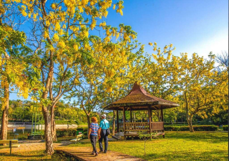 在美麗的阿勃勒花海中,享受初夏的浪漫黃金花雨。 圖:台南市政府觀光旅遊局提供