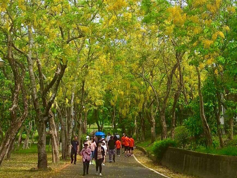 健走賞阿勃勒黃金雨。 圖:台南市政府觀光旅遊局提供