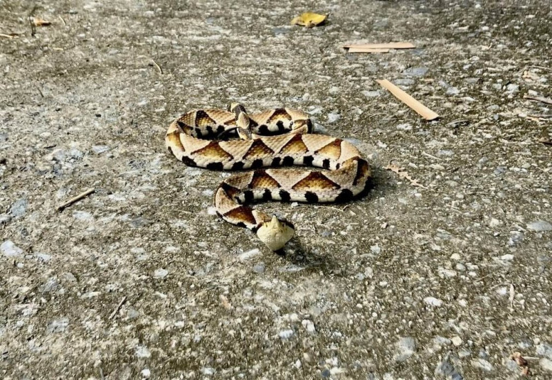 近日氣候多變，又碰上進入蛇出沒旺季，台東縣衛生局備好毒蛇血清，台東114年截至6月6日已有5件蛇咬傷通報送醫，台東縣政府呼籲民眾提高警覺，避免驚擾毒蛇。圖為百步蛇。（台東縣政府提供）中央社記者盧太城台東傳真  114年6月6日   