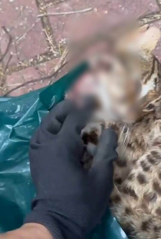 台中有繁殖場疑販售保育類動物石虎。（市議員江和樹提供）   