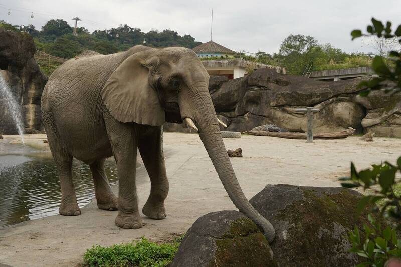 非洲象「美代」昨（6）日晚間病逝台北動物園，享年42歲。   圖：動物園／提供