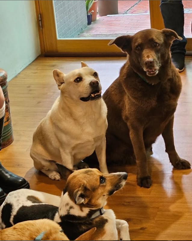 台灣攜旺浪犬教育協會希望孩子們能透過與汪星人的互動中，學習同理心，並能深刻了解愛護動物的真意及身為飼主的餵養責任。   圖：取自攜旺cafe & 浪浪中途學校IG/hopecafe2016