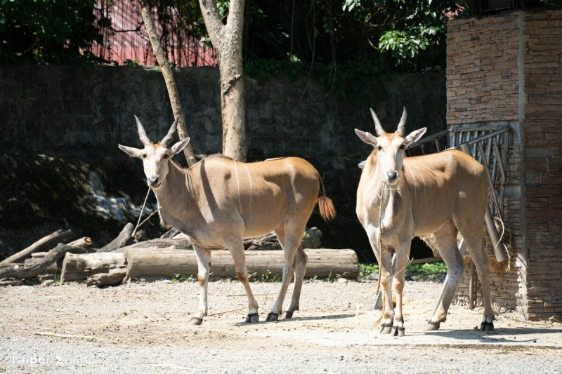 今年的「動物涼一夏」主題活動,新增沙漠澳洲動物區野餐體驗。 圖:台北市立動物園/提供