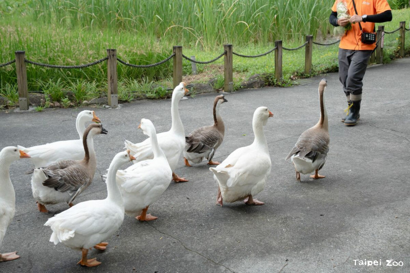 每週六傍晚時分,都能看到家鵝大遊行。 圖:台北市立動物園/提供