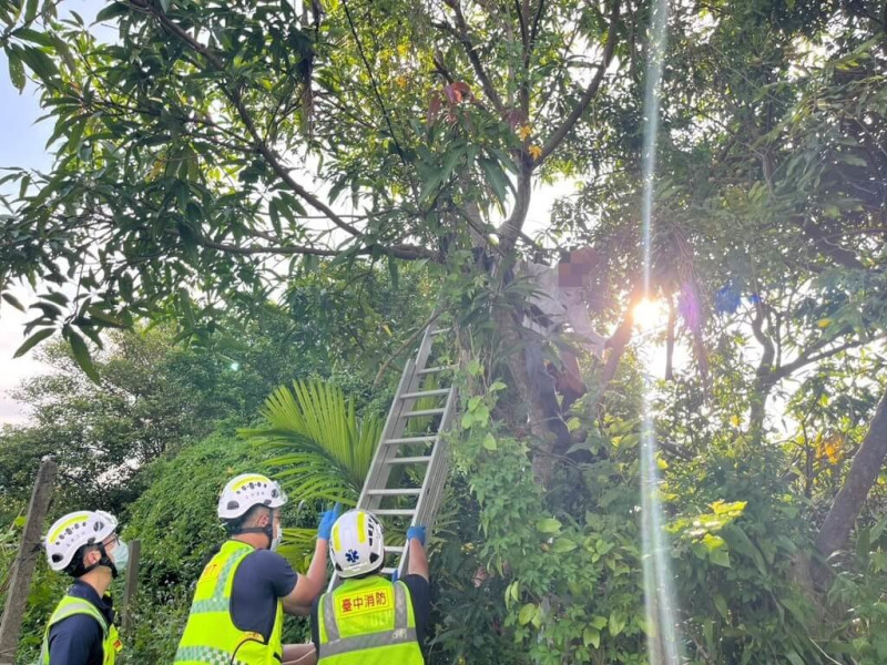 台中市73歲吳姓男子日前到石岡區整理自家果園時看見芒果樹結果，他爬上約3公尺高的樹上後，疑因單腳踩空卡在樹梢近1小時，警消獲報協助脫困。（民眾提供）中央社記者趙麗妍傳真  114年6月25日   