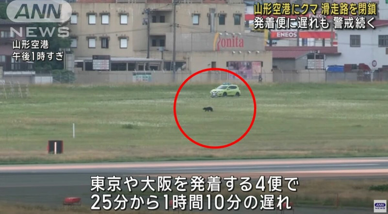 山形機場今驚傳有熊闖入跑道，導致跑道一度關閉，多架航班受到影響。（翻攝自ANN）   