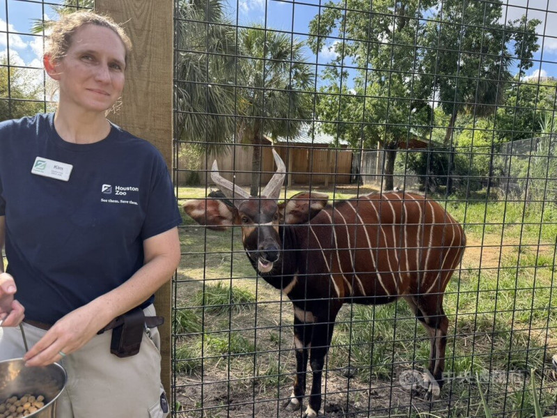 避免台北市立動物園的斑哥羚羊斷香火，休士頓動物園將送一隻名叫Harris的斑哥羚羊來台繁衍。中央社記者余曉涵攝  114年6月27日   