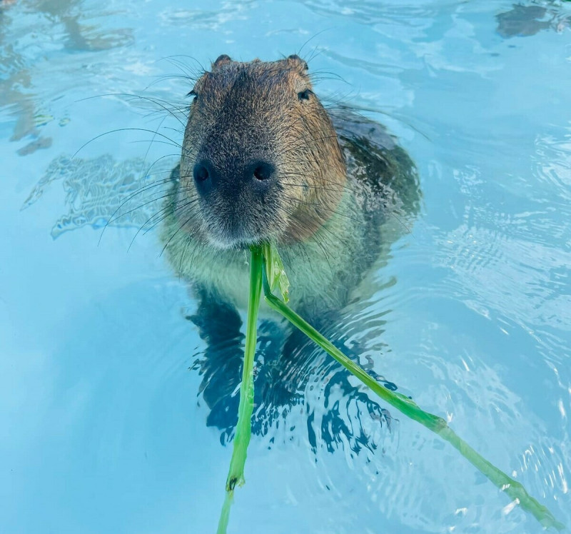 墾丁知名動物農場「鹿ㄦ島」以飼養大量水豚出名，還提供「與水豚共遊」遊憩體驗。   圖：翻攝自鹿ㄦ島臉書