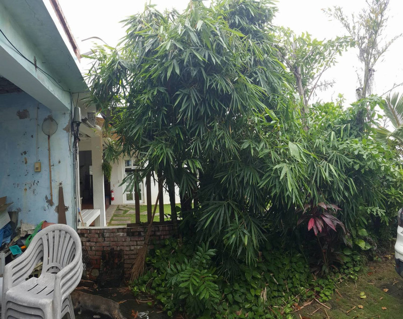 竹林在屏東地區是常見的植物。   圖：溫希業/攝