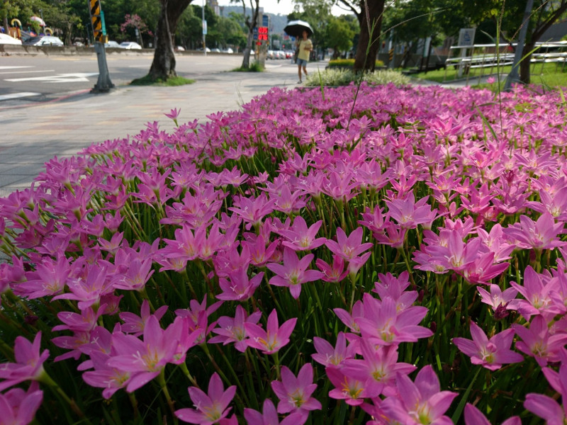 台灣常見蔥蘭屬有4種，主要以葉片及花色來做為辨識重點，韭蘭(Z.carinata)開粉紅花。   圖：台北市工務局提供 廖仁傑／攝