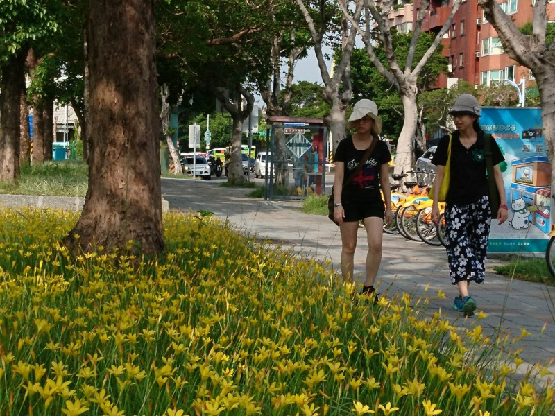 民眾行走人行道賞花，感受秋意盎然的街道風情。   圖：台北市工務局提供 廖仁傑／攝