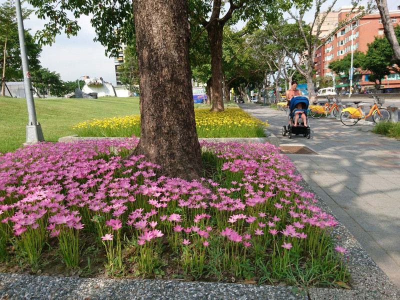 一株株挺著小粉花及小黃花~蔥蘭，在豔陽下大放異彩。   圖：台北市工務局提供 廖仁傑／攝