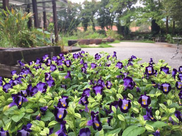 綠化教室旁的花缽現在正種著有蝴蝶花之稱的紫色夏堇。   圖：台北市工務局公園處提供
