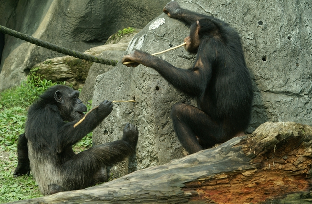 會使用工具的黑猩猩。資料照片。   圖：取自臺北動物園保護網