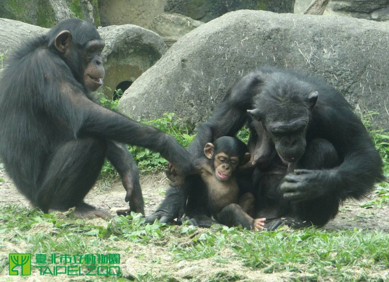 可愛的小黑猩猩「咪覺」第一次在展場中與家族見面。資料照片。   圖：取自臺北市立動物園臉書