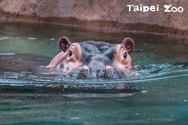 河馬白天幾乎都泡在水中，只露出長在頭頂的眼睛、耳朵、和鼻孔。   圖：台北市立動物園/提供
