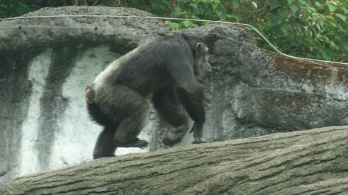 台北市立動物園黑猩猩莎莉。   圖：台北市立動物園提供