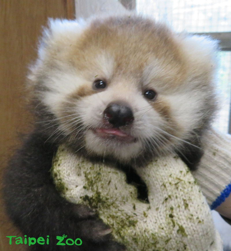 小貓熊寶寶模樣十分可愛。   圖：台北市立動物園提供