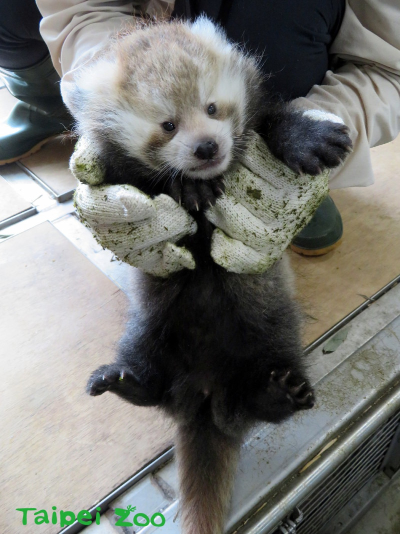 為免寶寶沾染氣味，保育員特地在手套上塗上媽媽的糞便，小心地抱起小貓熊寶寶測量體重。   圖：台北市立動物園提供