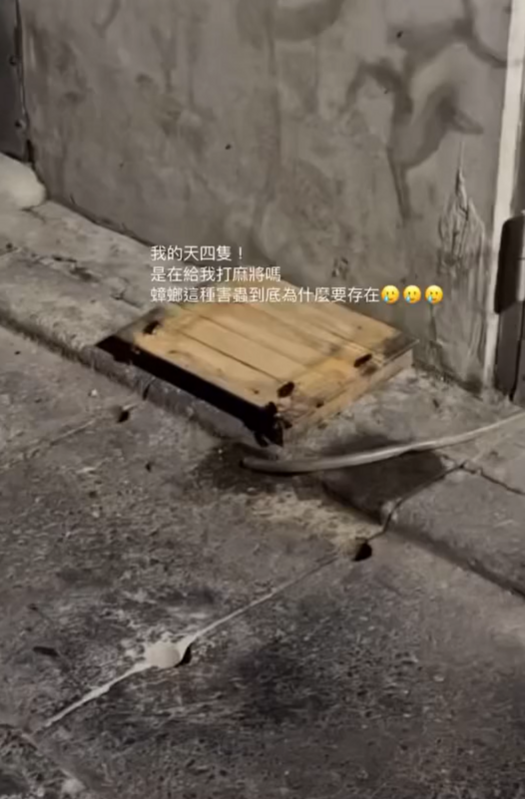 台北市松山區知名老店「四海一家」，被民眾拍到後門地面板豆腐器具上有多隻蟑螂爬行。   圖：翻攝自Threads ＠rox_shih