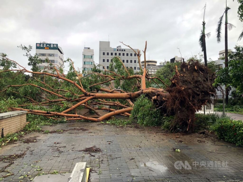 颱風丹娜絲6日深夜在嘉義布袋登陸，嘉義市經1個多小時強陣風肆虐，7日市區街景滿目瘡痍，中正公園老樹倒伏。中央社記者黃國芳攝  114年7月7日   