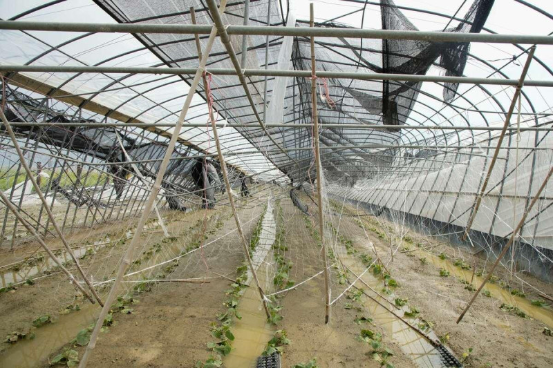 嘉義縣因丹娜絲颱風侵擾,造成不少溫室設備遭到摧毀。 圖:嘉義縣府提供 嘉義縣因丹娜絲颱風侵擾,造成不少溫室設備遭到摧毀。 圖:嘉義縣府提供