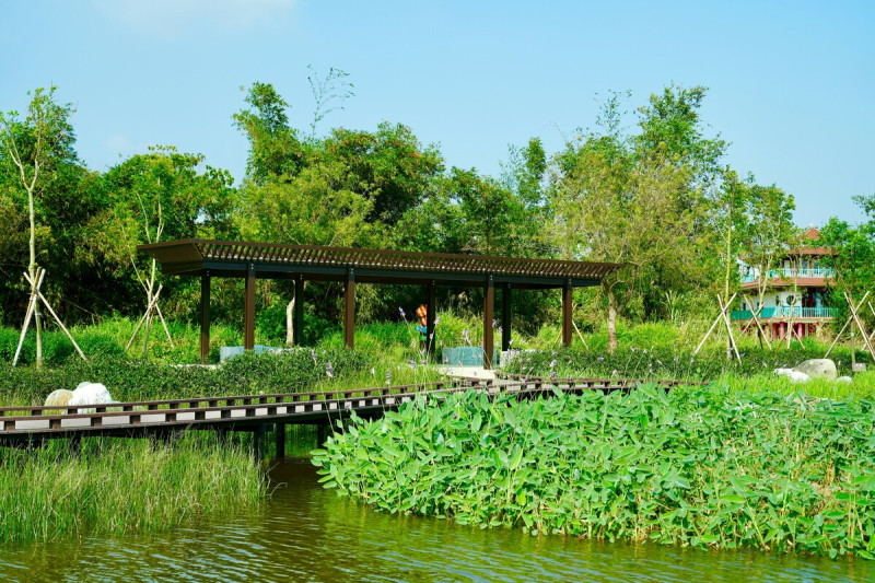 水花園濕地利用觀音湖高灘地種植原生種水生植物。 圖:高雄市觀光局/提供