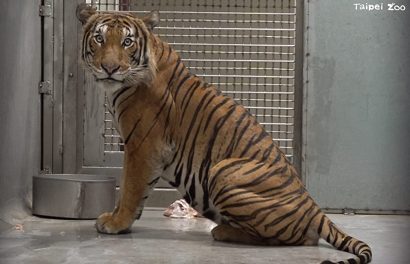 台北市立動物園昨(25)日晚間迎來新成員，3歲半的雄性馬來虎Arhaa，將在為期1個月的檢疫期後，嘗試和園內雌虎Shima配對。   圖：翻攝自台北市立動物園官網