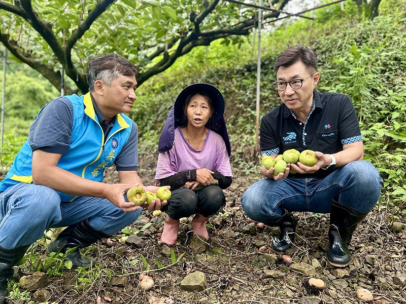 江啟臣與吳振嘉會勘落果情形，呼籲中央採取全品項救助。   圖：江啟臣服務處/提供 