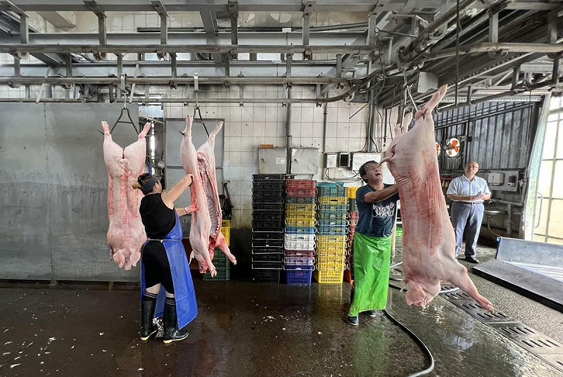近期受夏季高溫影響豬隻育成率，並受疫病干擾、環保壓力及7月風災、雨災，部分產地供應受損，導致全國毛豬供應量短期內縮減。（示意圖）   圖：高雄市原民會／提供