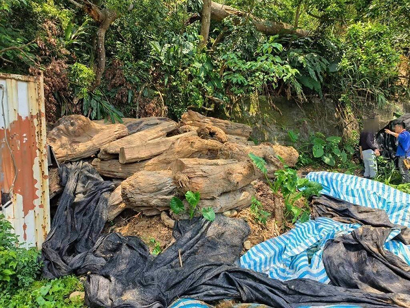 保七總隊第五大隊11日表示，桃園市大溪區一處私有地藏放大批國有貴重木材，追查通知李姓男子到案說明，因其所提來源明顯與事實不符，依涉違反森林法、竊盜、侵占等罪移送桃園地檢署偵辦。（保七總隊第五大隊提供）中央社記者管瑞平傳真  114年8月11日   