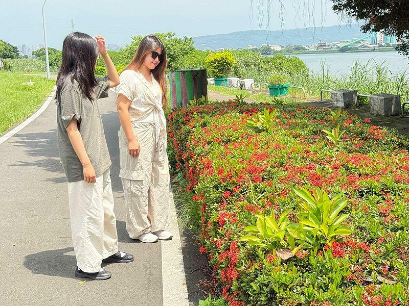淡水河畔風景迷人，火紅的仙丹花花盛開。   圖：新北市政府高灘地工程管理處／提供