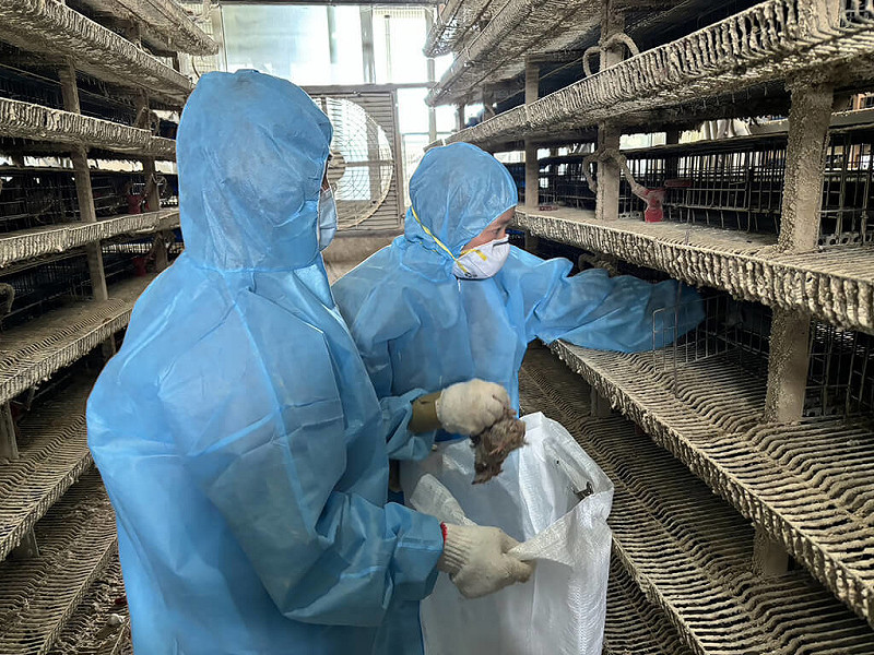 彰化縣鹿港鎮一處鵪鶉場通報異常死亡情形，經採樣送驗，19日確診感染新型H5N1亞型高病原性禽流感病毒，20日完成撲殺清場及消毒。   圖：彰化縣政府提供