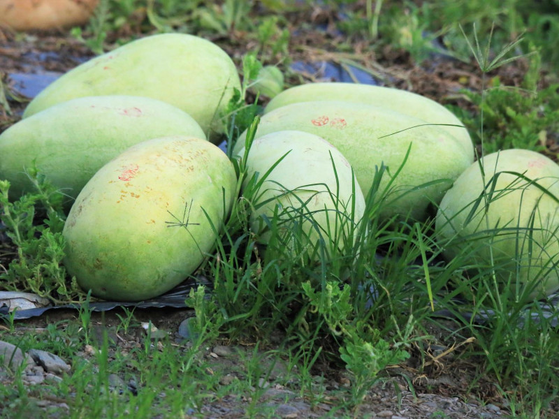 一個月前，受到小西瓜盛產及大西瓜生產過剩影響，大西瓜開始跌價。   圖：邱顯明/攝