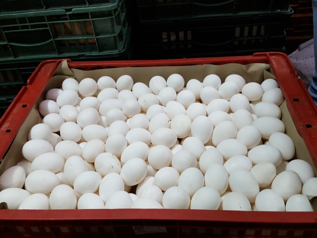 今(18)天衛生局公告，台北市批發蛋行「永吉蛋行」批發來自台南「振崑畜牧場」的蛋品芬普尼檢出超標，目前已全數下架問題蛋品約18,000顆蛋品（永吉蛋行進貨蛋），全數退回台南市銷毀，圖為此次不符合規定蛋品。   圖：台北市衛生局/提供