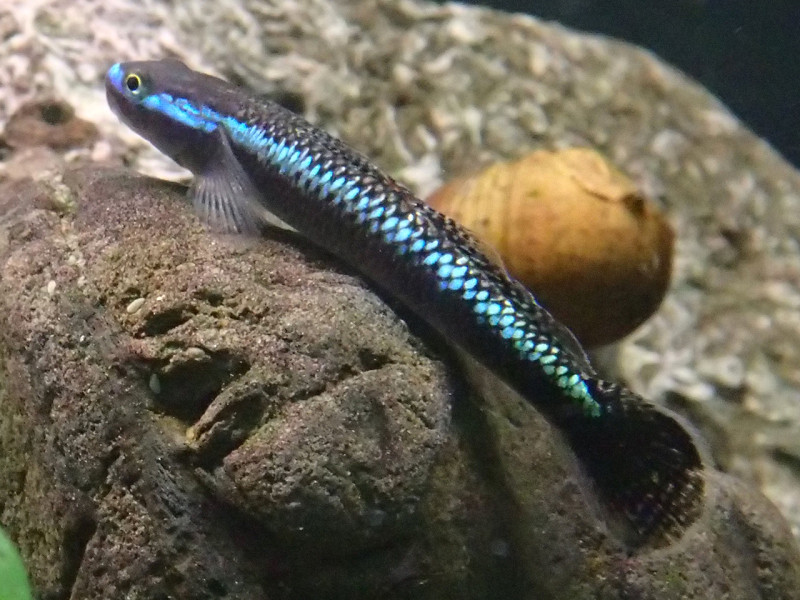 「紫身枝牙鰕虎」雄性體表呈金屬亮藍色，艷光四射，令人驚艷，並享有「水中藍寶石」之美名。   圖：漁業署/提供
