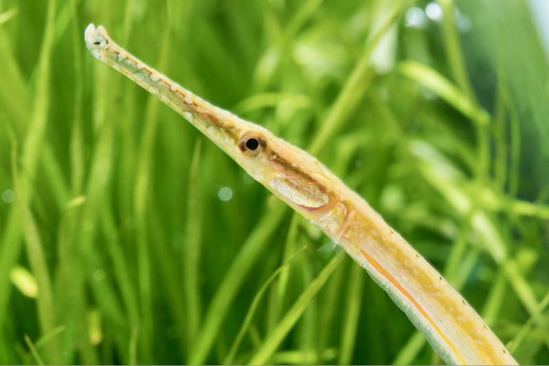 「短尾海龍」為台灣原產海龍中體型最大者，體長可近20公分，外型亮眼，鮮黃的體色加上腹側鮮紅縱紋，十分吸引民眾目光。   圖：漁業署/提供