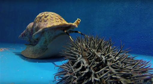 澳洲將出資協助「巨型海蝸牛」繁殖，捕食海星。   圖：翻攝Youtube
