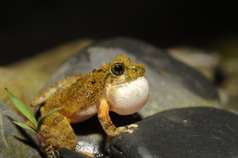 在台灣非常普遍的日本樹蛙，過去一直被大家認為只有一種，台 灣師大以蛙鳴聲分辨出新種太田樹蛙。   圖 : 梁彧禎／提供