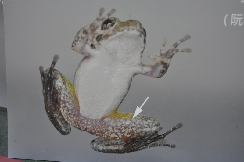 日本樹蛙的雙腿內側，很明顯長滿了紋路。   圖:陳香蘭／翻攝