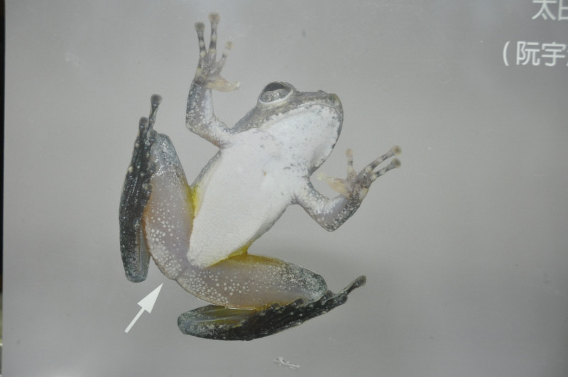 台灣師大生科系團隊發現，辨別太田樹蛙最好的方法是看大腿內側，太田樹蛙雙腿內側有少少的花紋，甚至雙腿內側沒有紋路。   圖:陳香蘭／翻攝