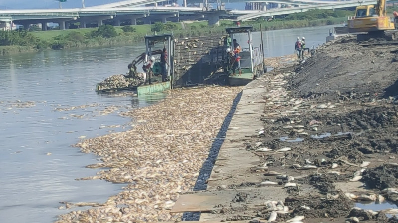 基隆港烏魚大量暴斃，民進黨台北市議員謝維洲批評，是因台北市長柯文哲省預算省過頭導致。   圖：謝維洲辦公室 / 提供