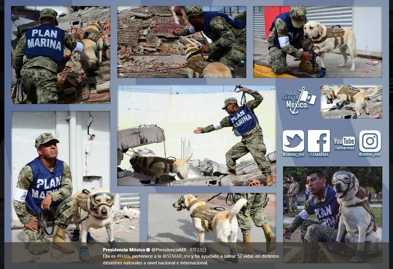 墨西哥強震持續搜救行動，其中海軍搜救犬「佛里達」已成為社群媒體明星，連總統潘尼亞尼托都推文大讚牠的功勞。   圖 : 取自潘尼亞尼托推特twitter.com/PresidenciaMX