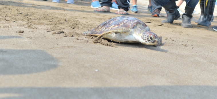 新北市動保處等機關約70人，今早在白沙灣海灘野放綠蠵龜「龍蝯麻糬」。   圖：翻攝新北市動保處網站