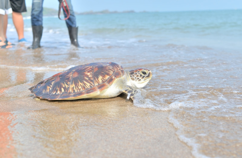 綠蠵龜「龍蝯麻糬」是新北市今年首隻救援成功的海龜，上午重返大海。   圖：翻攝新北市動保處網站