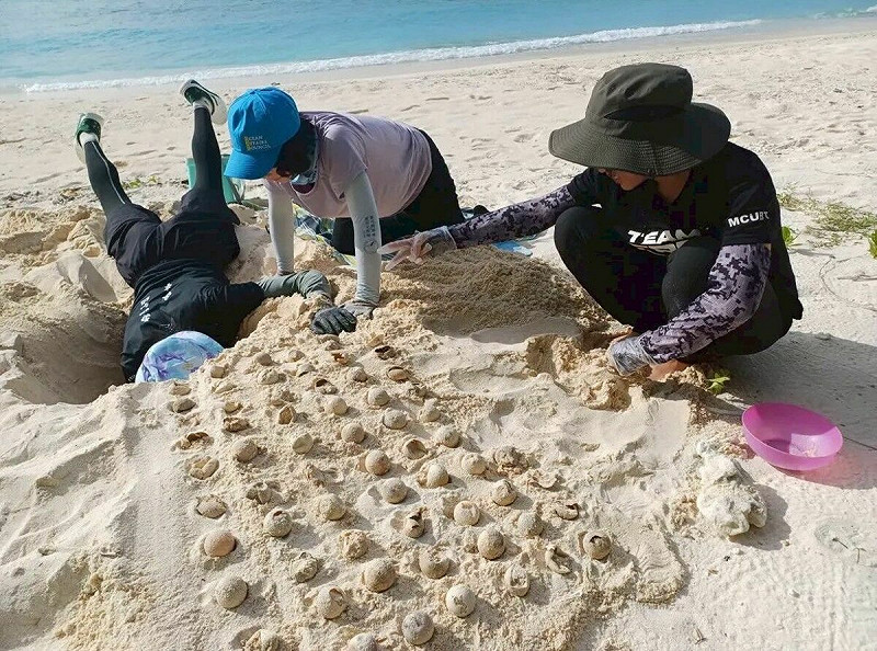 今年4月至今，回台產卵的海龜數量和海龜產卵數創下近年來新高。   圖：海保署／提供