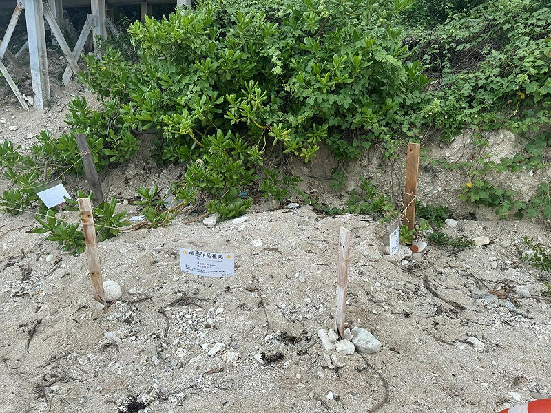 海龜卵窩周圍標示。 圖:海保署/提供