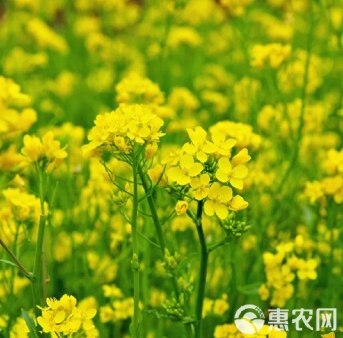 中國宣佈從 8 月 14 日起加拿大的進口油菜籽徵收比率為 75.8％ 的保證金。   圖 : 翻攝自惠農網