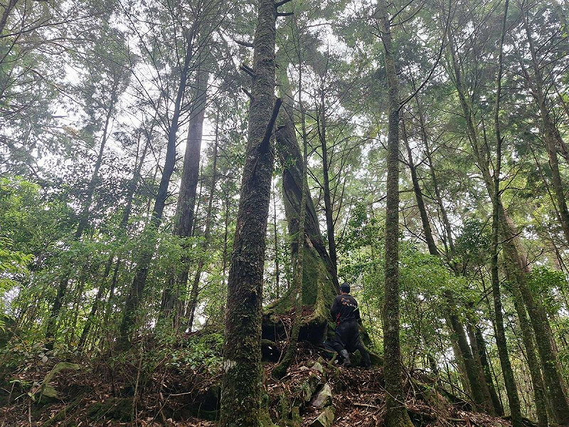 為維護遊客安全，大雪山森林遊樂區訂於 8月25日至29日進行危木處理作業，將封閉森林浴步道部分路段。   圖：取自林業署官網