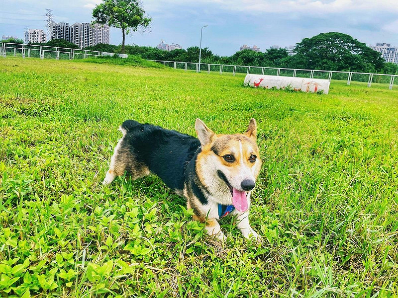河濱寵物公園內設有簡易訓練設施，可讓毛孩鍛鍊體能。   圖：新北市高灘地工程管理處／提供